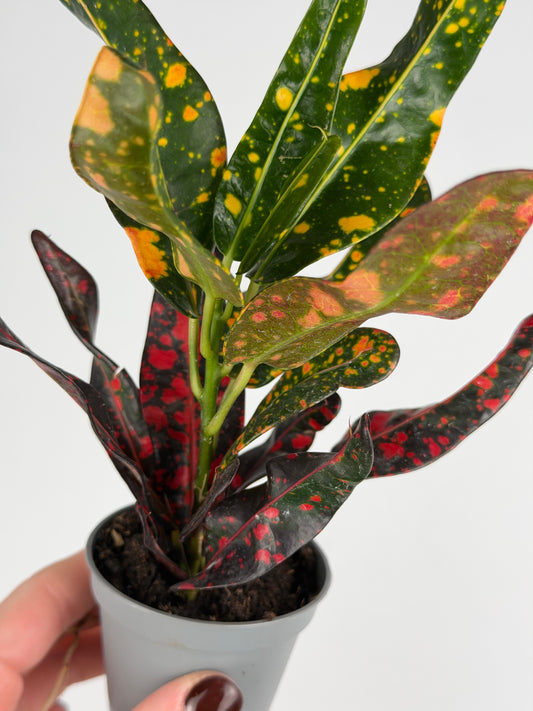Codiaeum variegatum 'Pie Crust' Bush on fire
