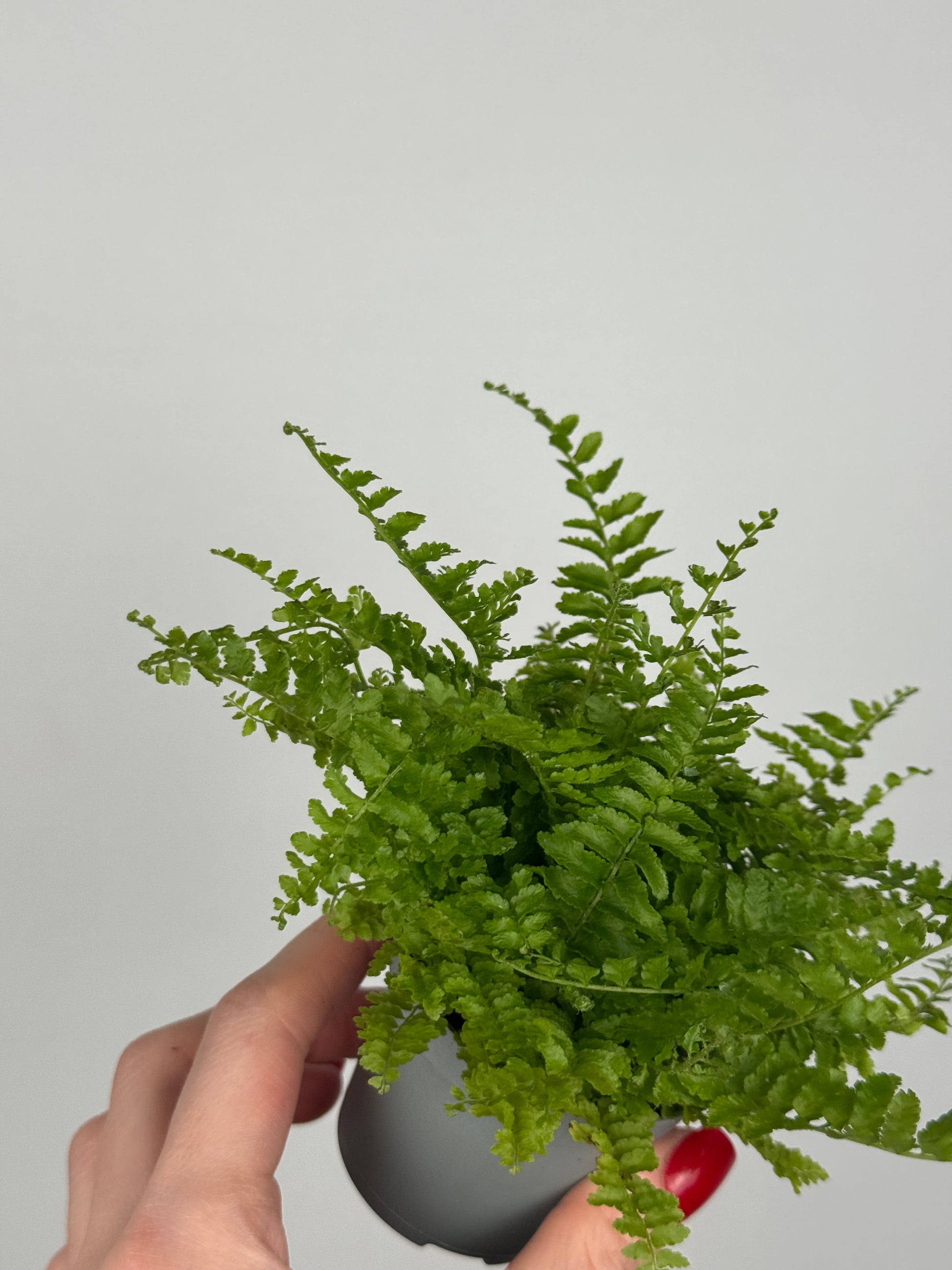 Nephrolepis exaltata “Green Fantasy”