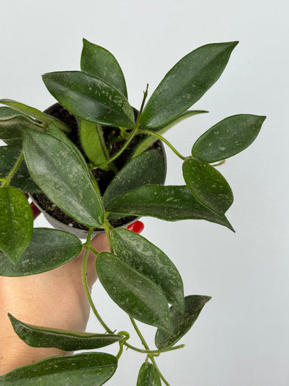 Hoya Thomsonii