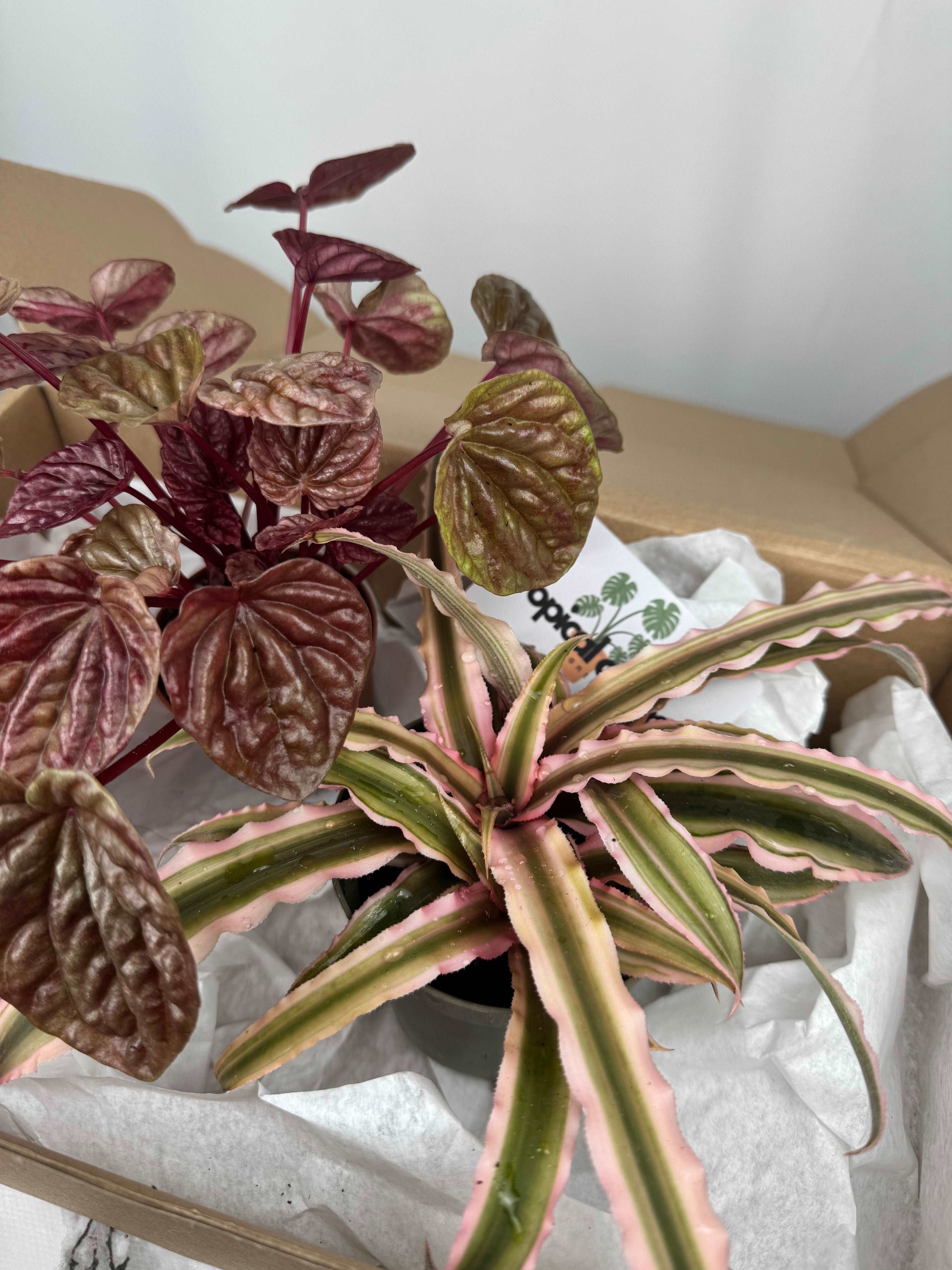 Tropical Box | Pink star