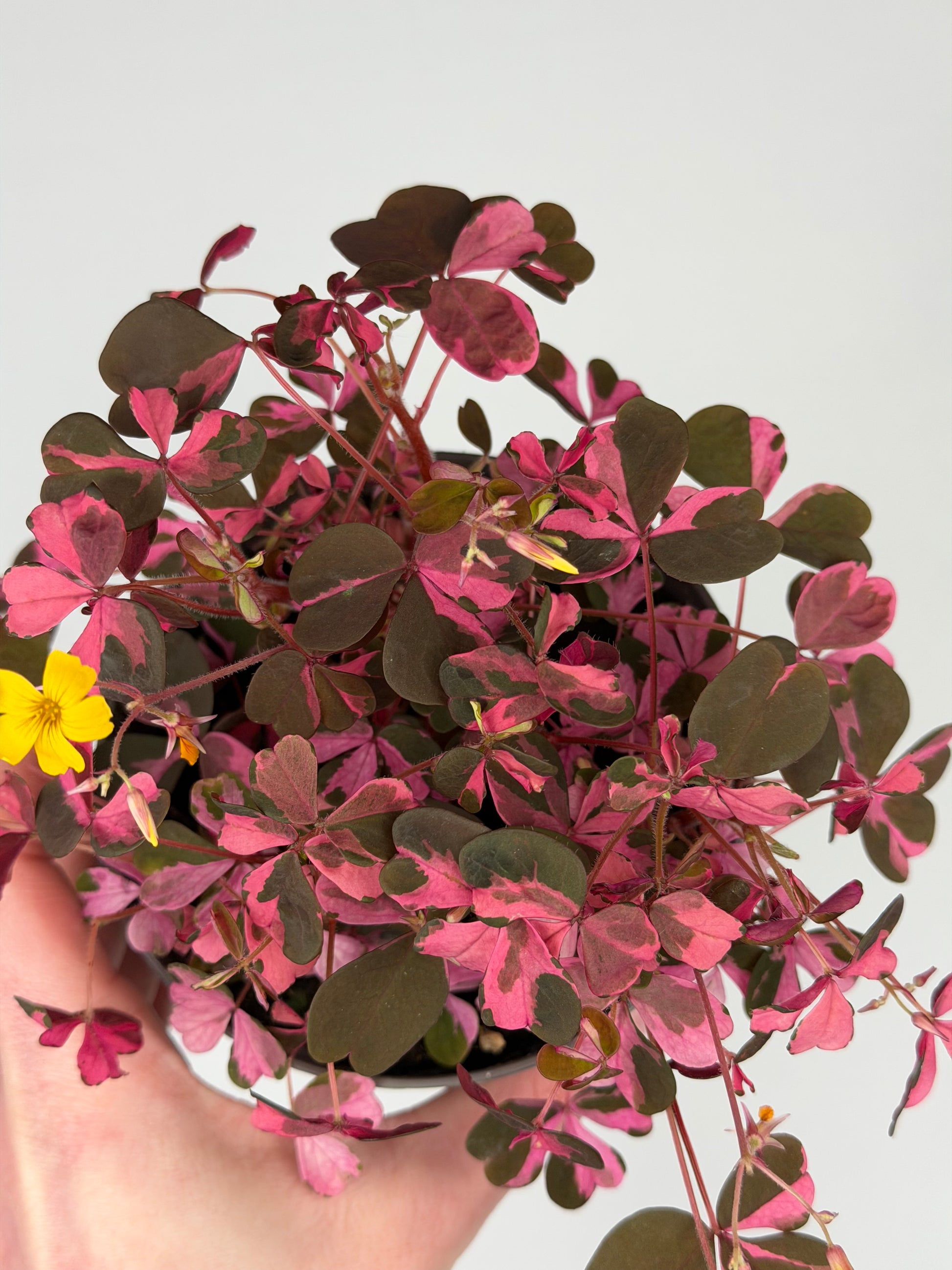 Oxalis Vulcanicola 'Plum Crazy' Oxalis Tropical Corner