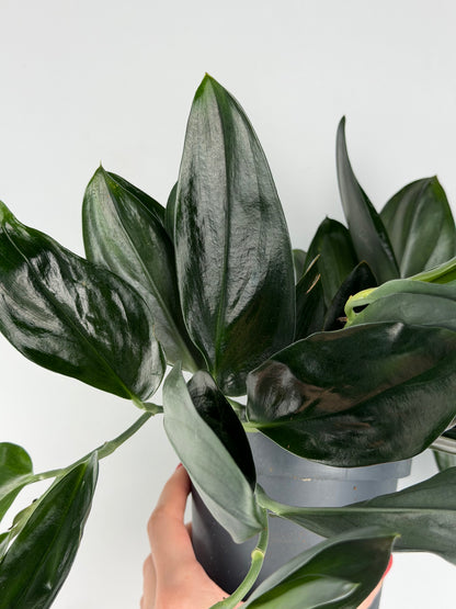 Scindapsus Treubii 'Dark Form' Scindapsus Tropical Corner