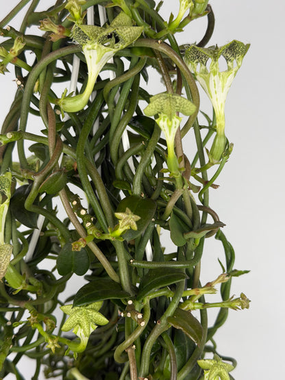 Ceropegia Sandersonii Ceropegia Tropical Corner