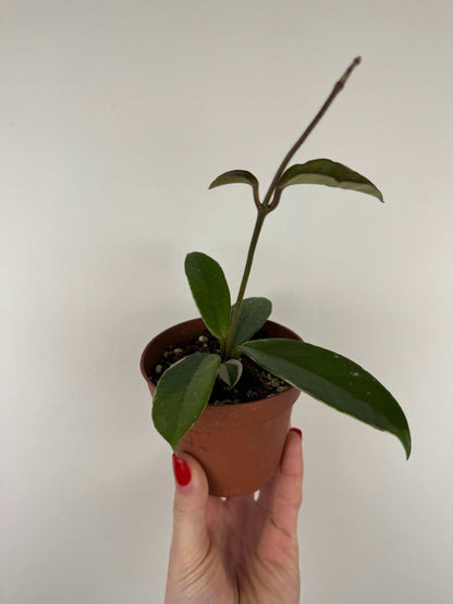 Hoya Krimson Queen | Rebecca