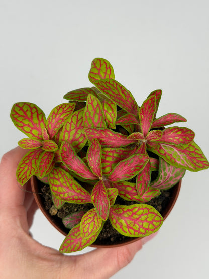 Fittonia 'Skeleton' Fittonia Tropical Corner