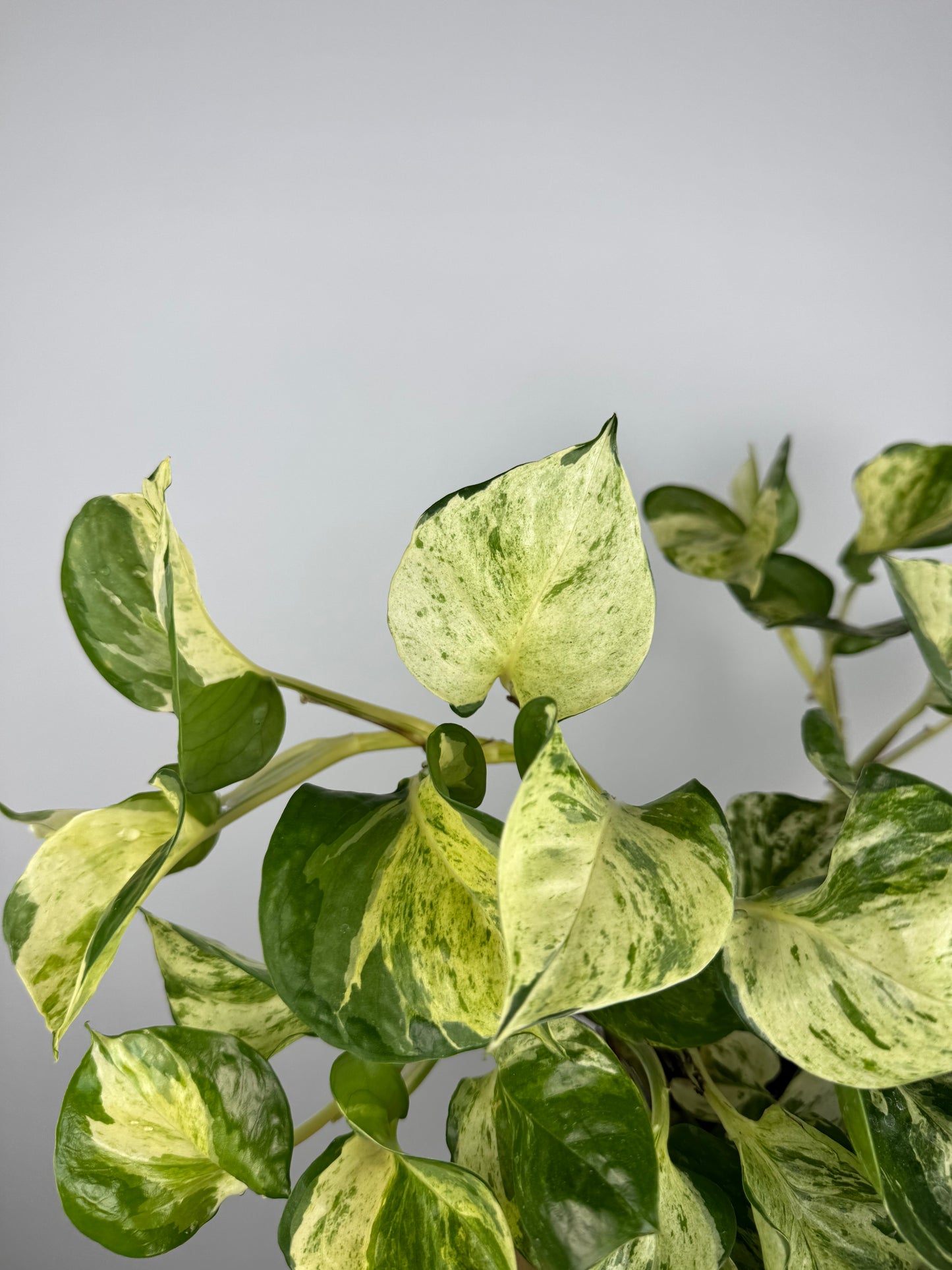 Epipremnum Manjula “Happy Leaf”