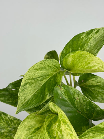 Epipremnum Marble Queen