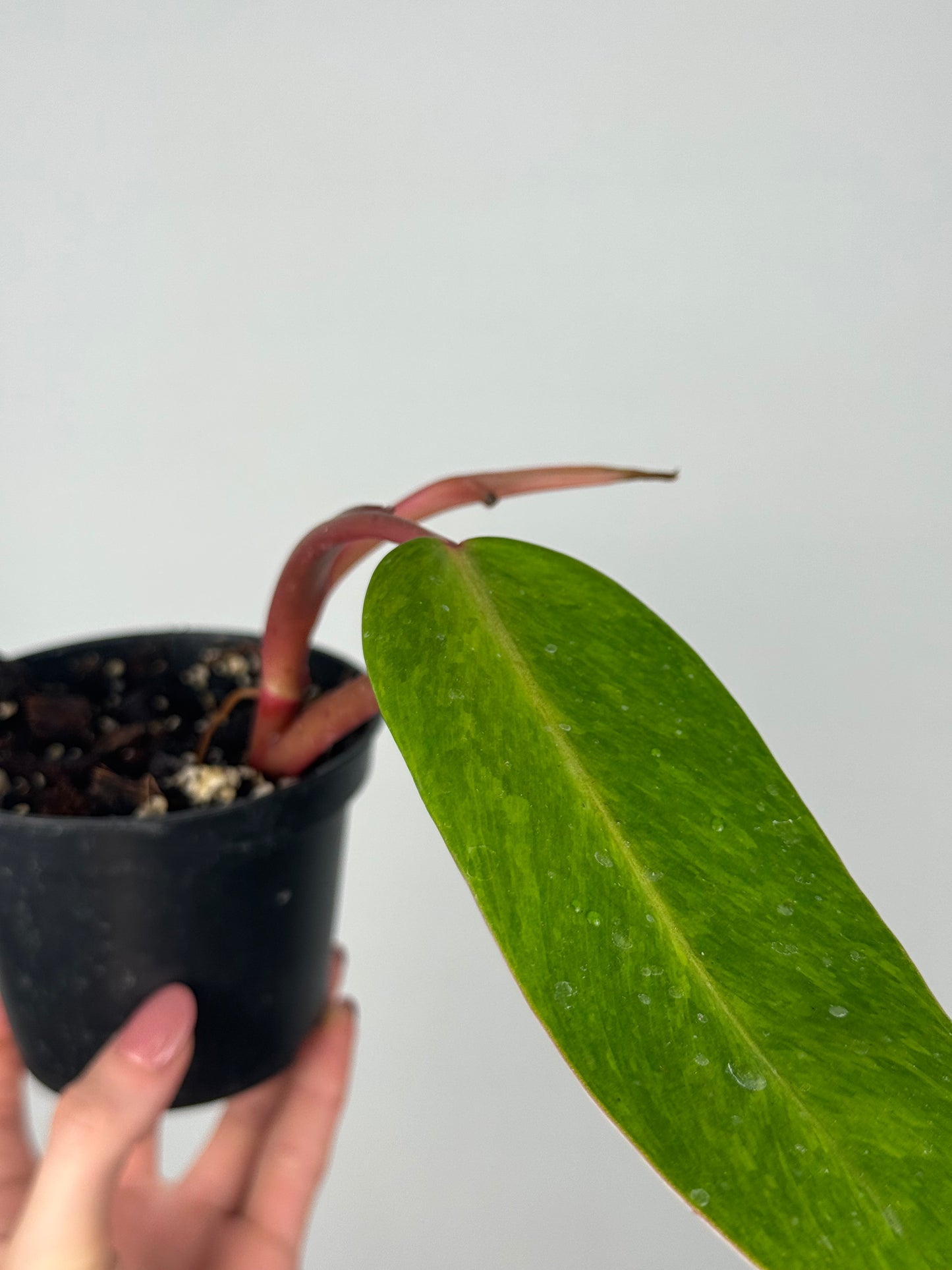 Philodendron Painted Lady | Toto