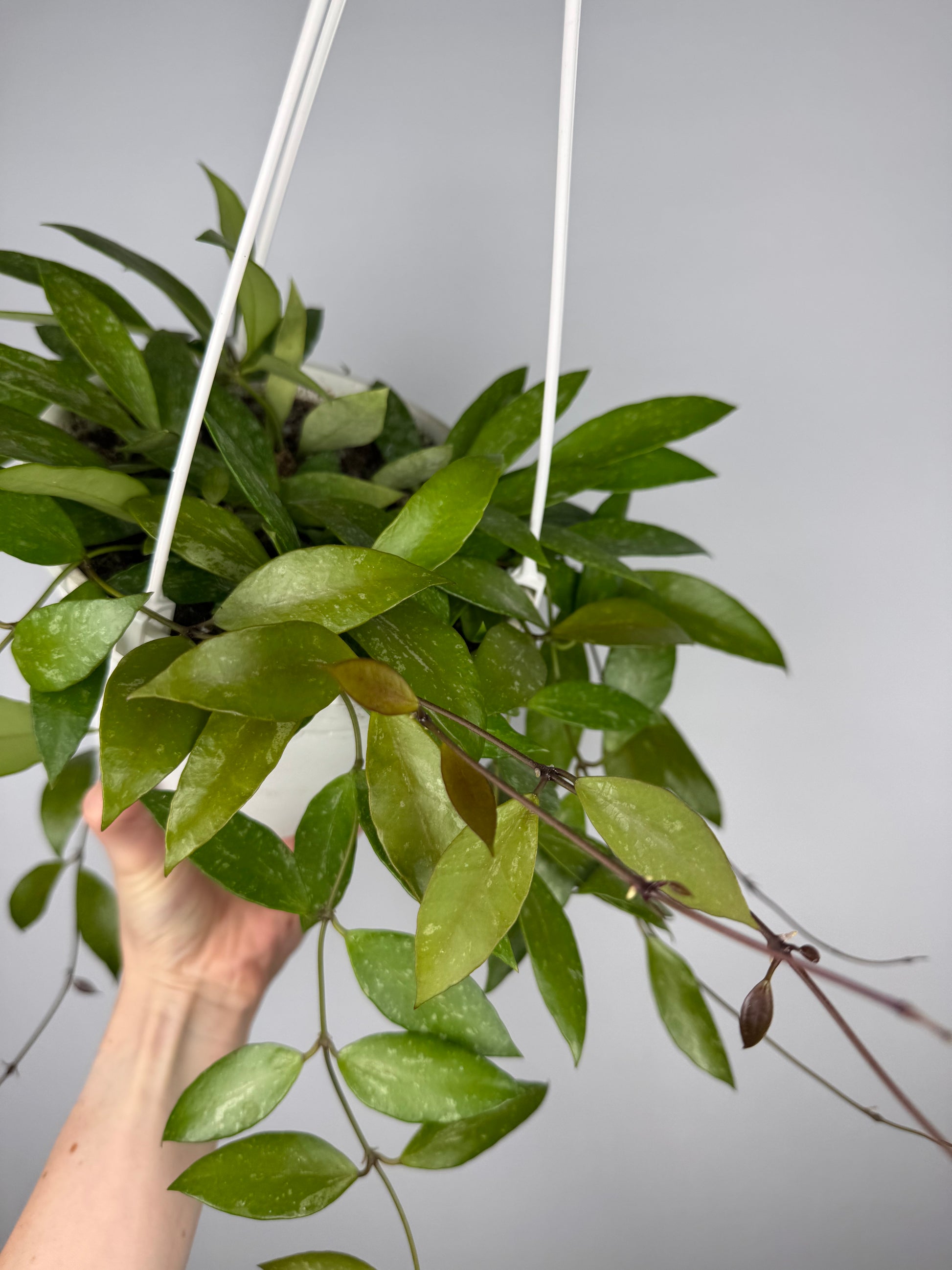 Hoya Gracilis