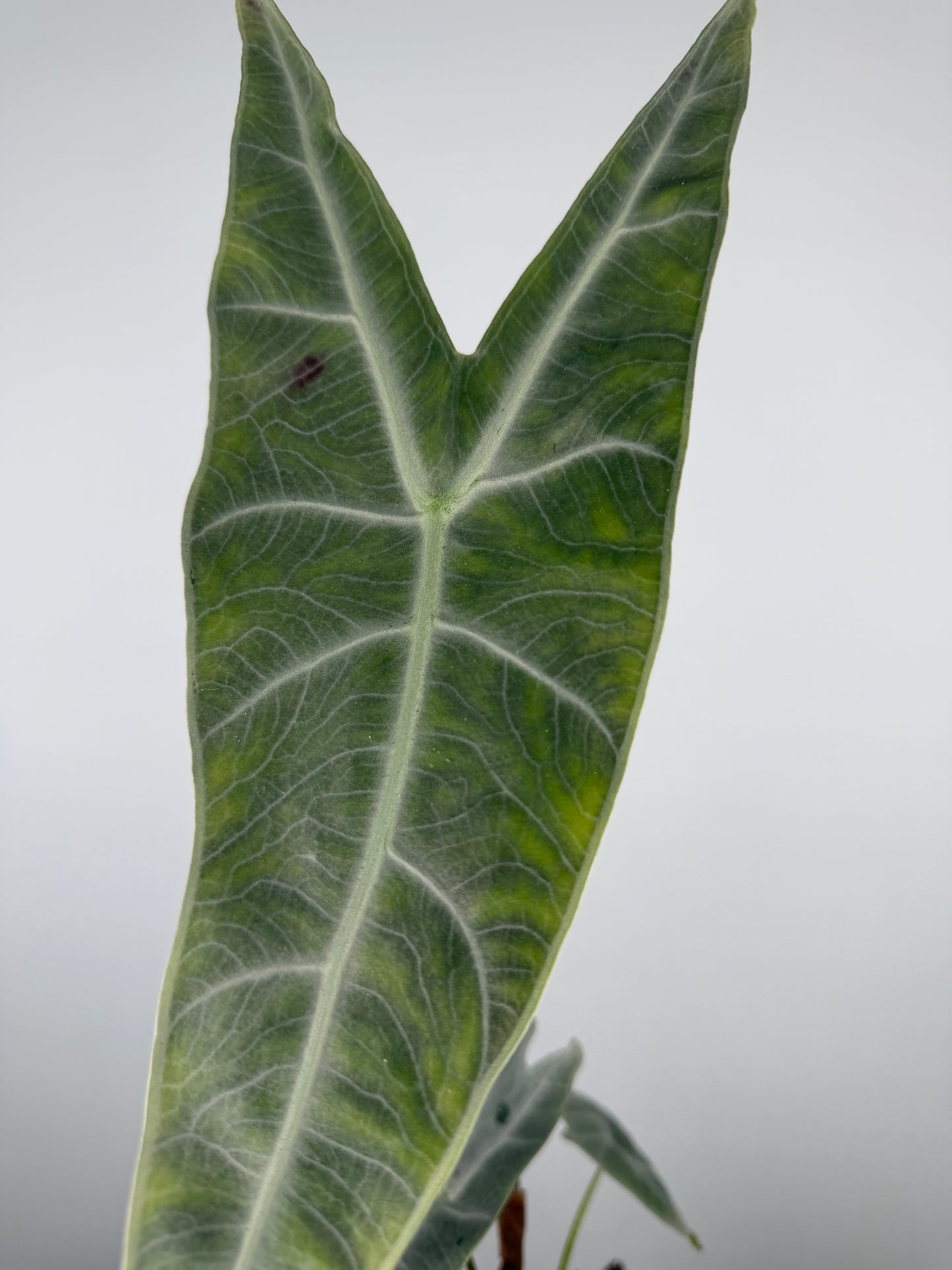 Alocasia longiloba 'Silver'
