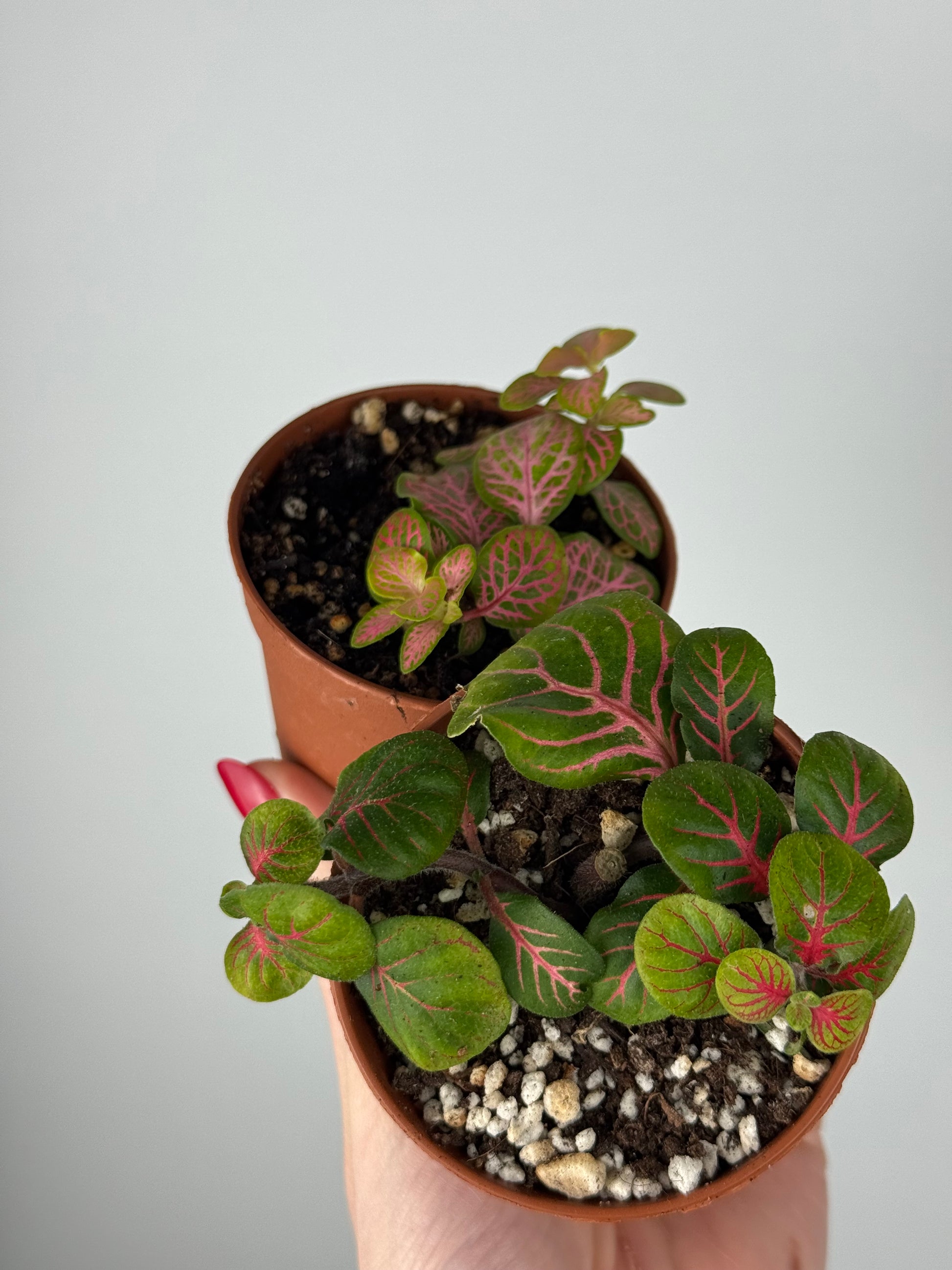 Fittonia Bundle | Mimma & Mimmetta