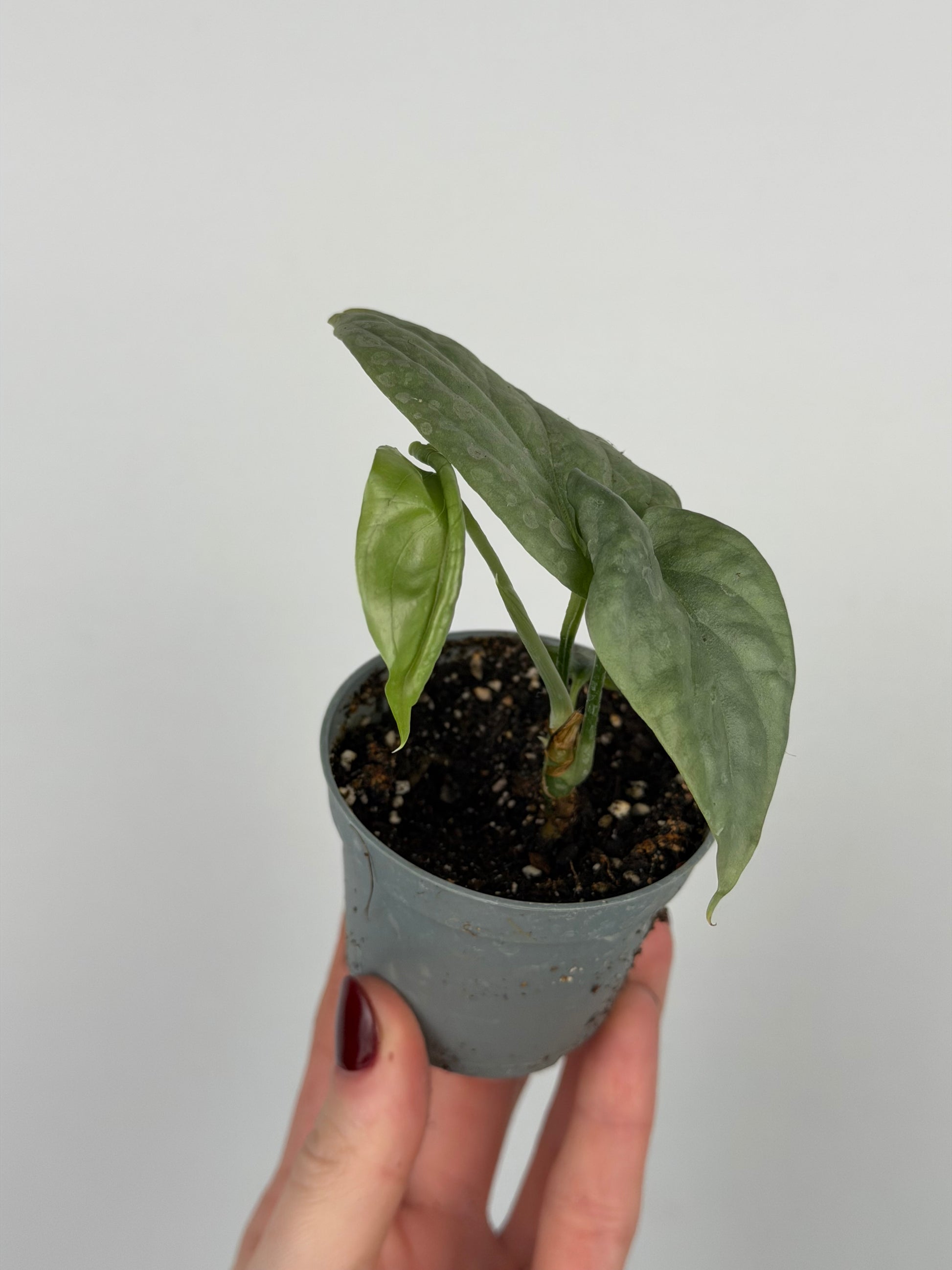 Amydrium Medium Silver | Pixel