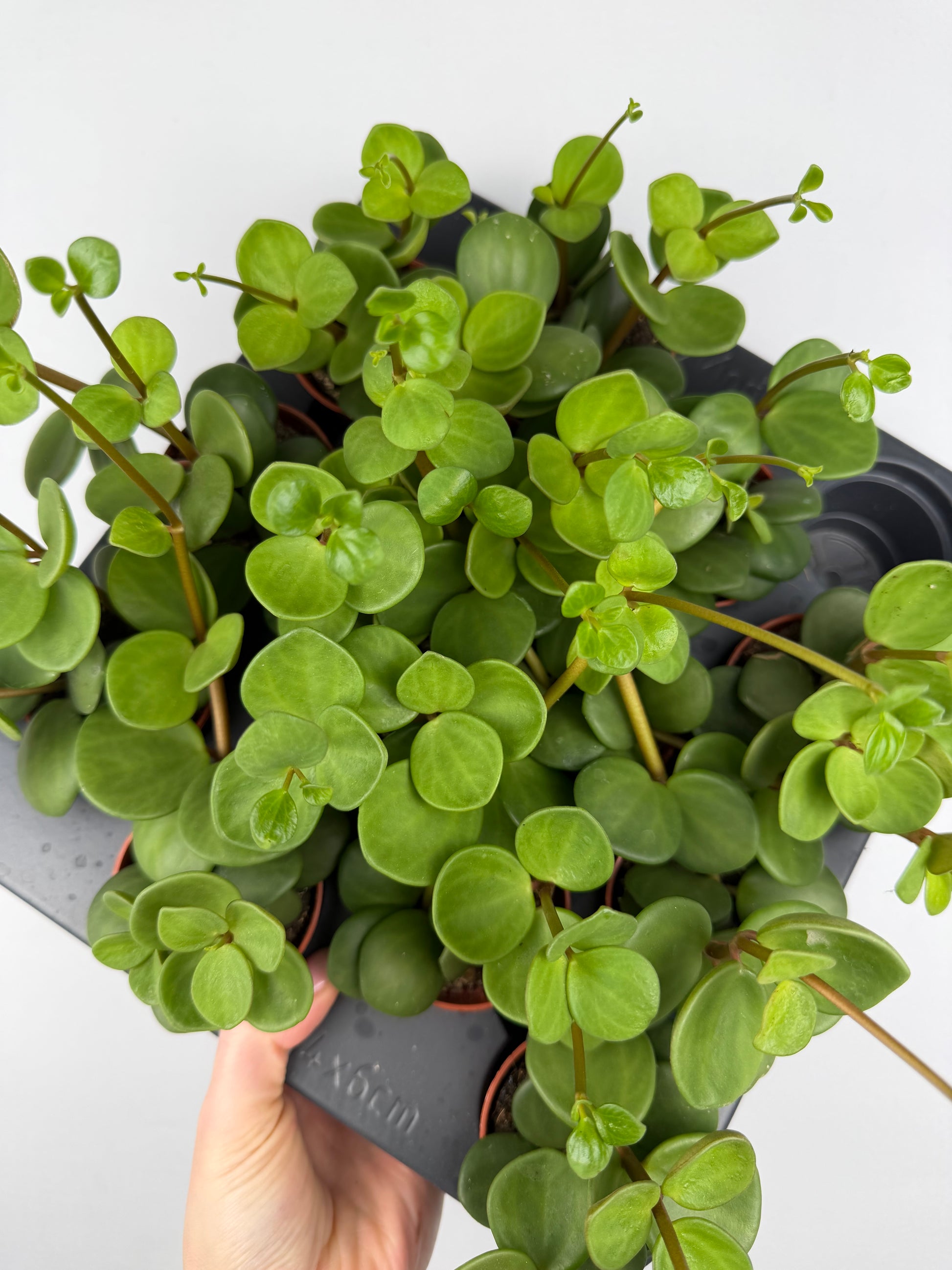 Peperomia tetraphylla 'Hope' Peperomia Tropical Corner