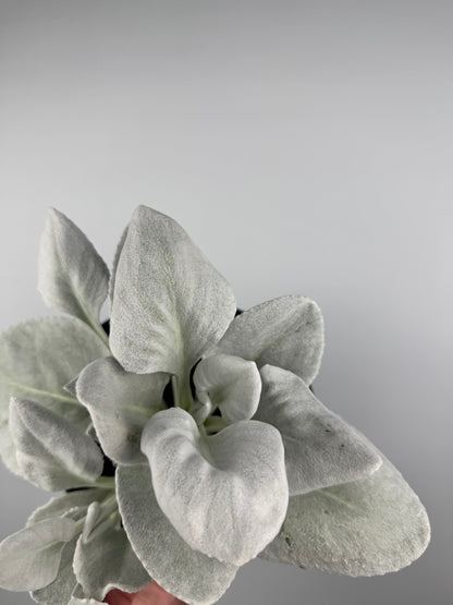 Senecio Candicans “Angel Wings”