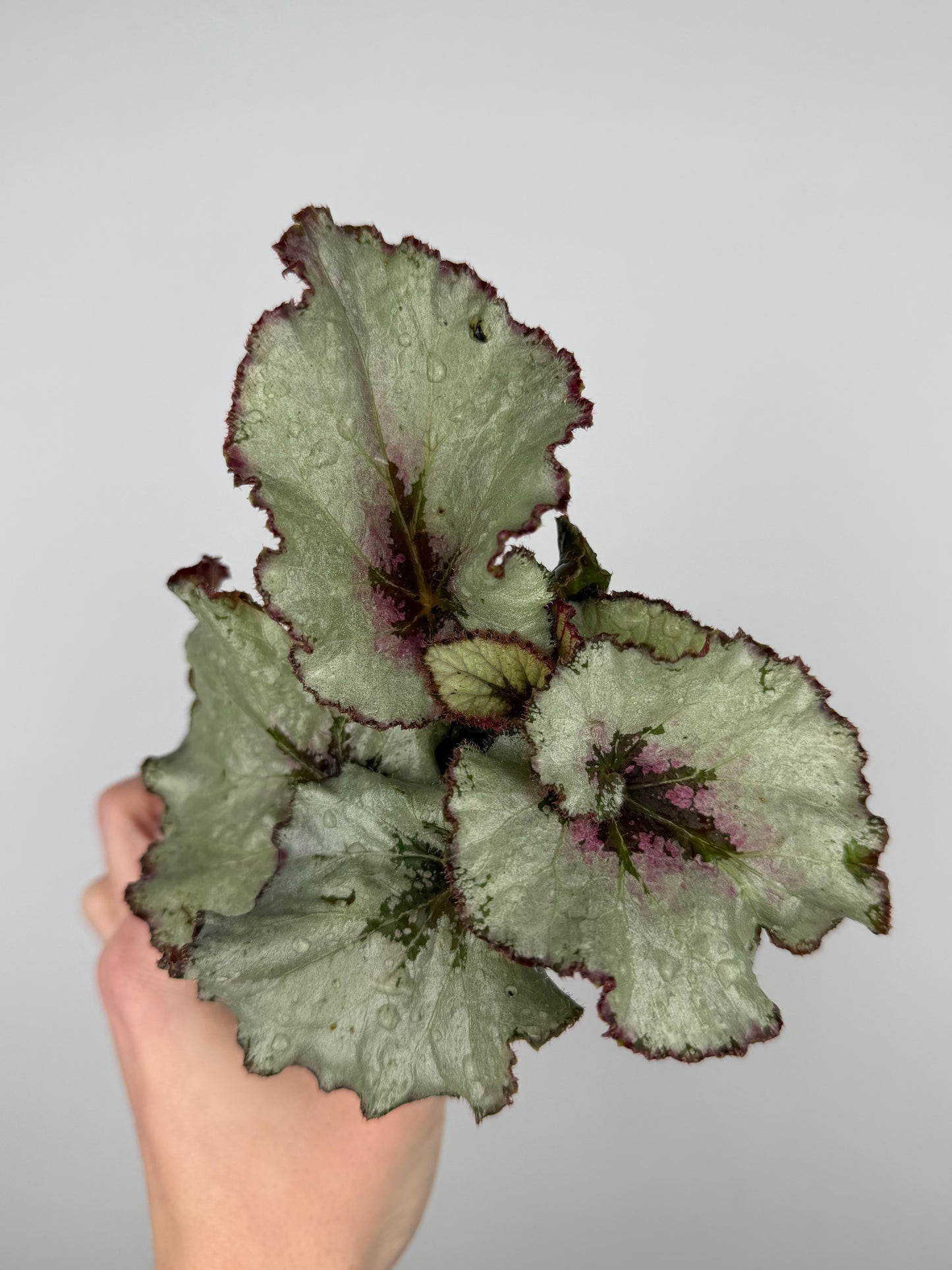 Begonia rex Hybrid