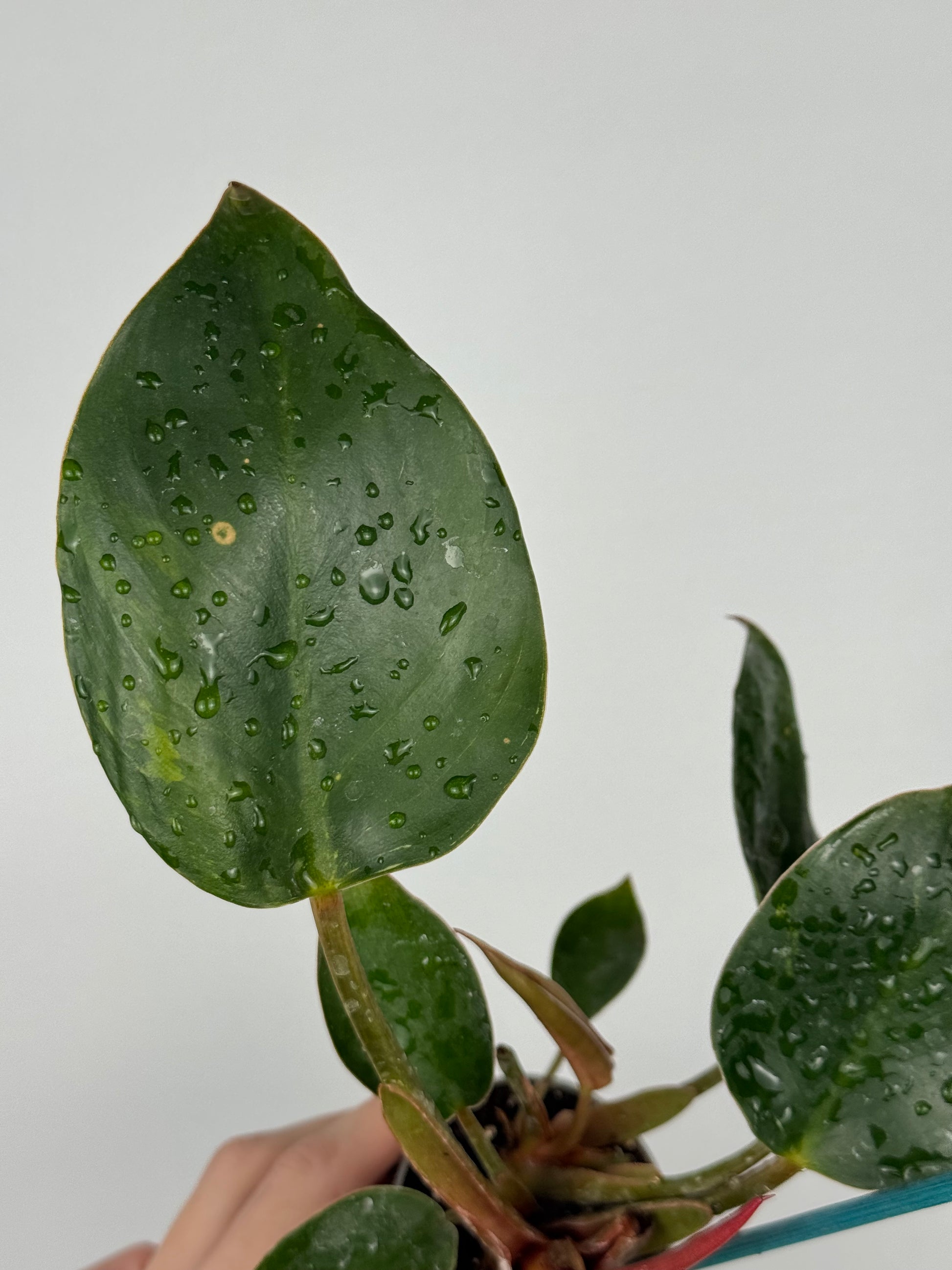 Philodendron Pink Bikini | Kairo