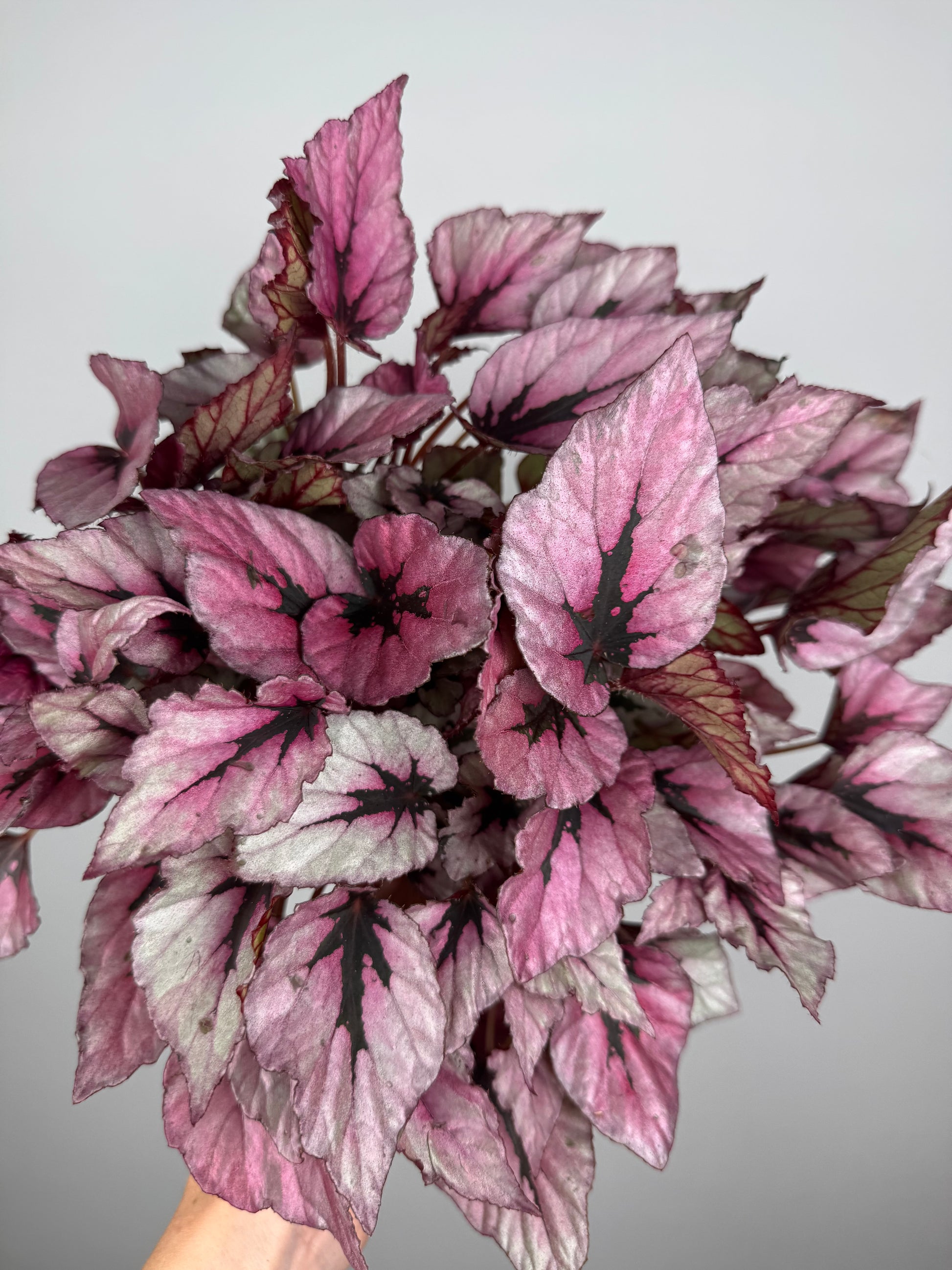 Begonia Rex “Indian Summer”