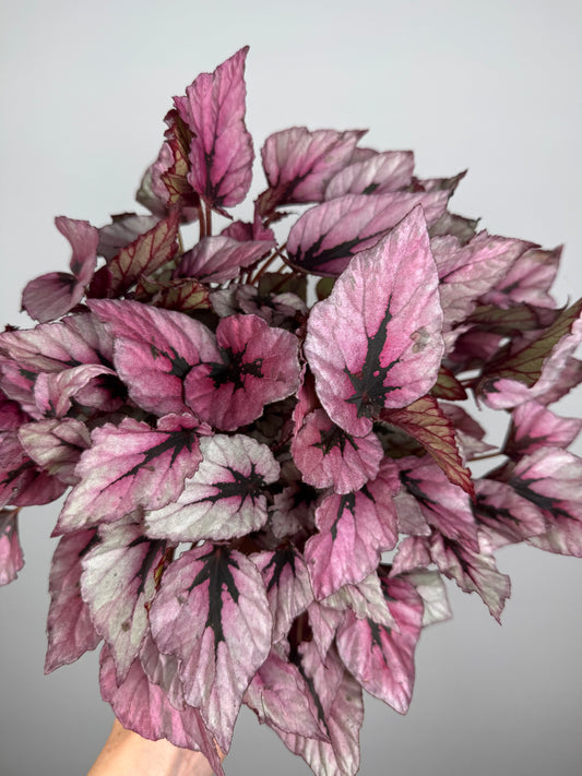 Begonia Rex “Indian Summer”