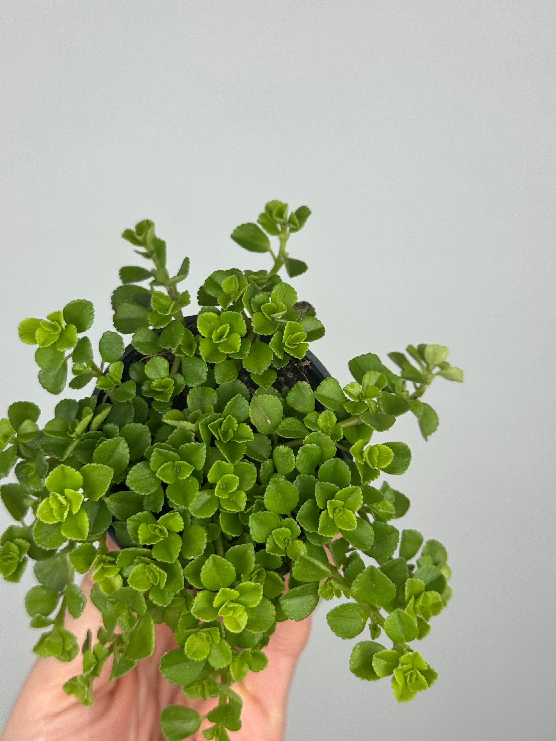 Pilea Depressa 'Sao Paulo'