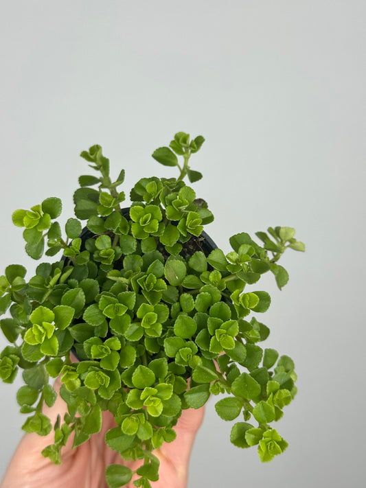 Pilea Depressa 'Sao Paulo'