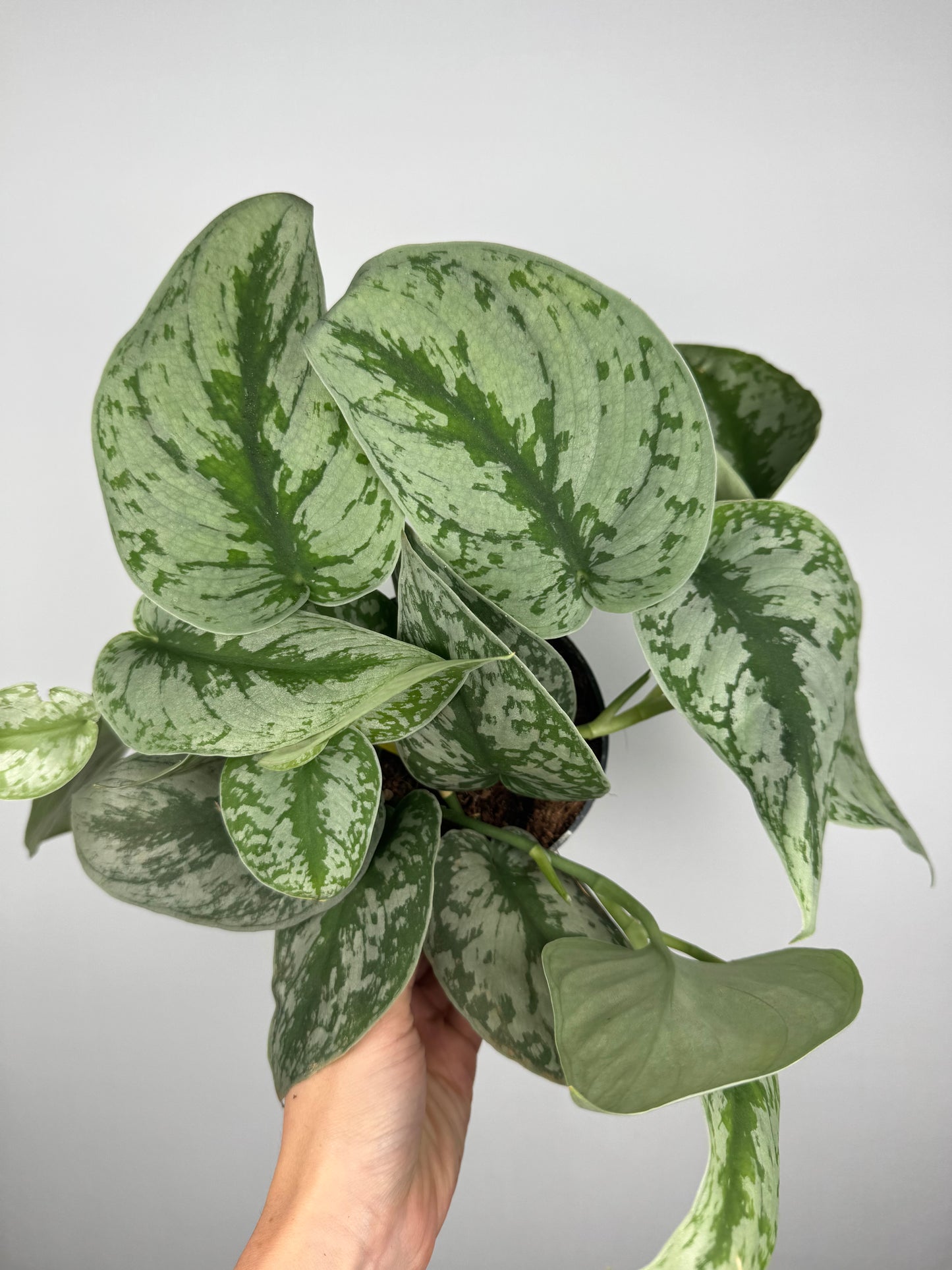 Scindapsus Pictus “Trebie”