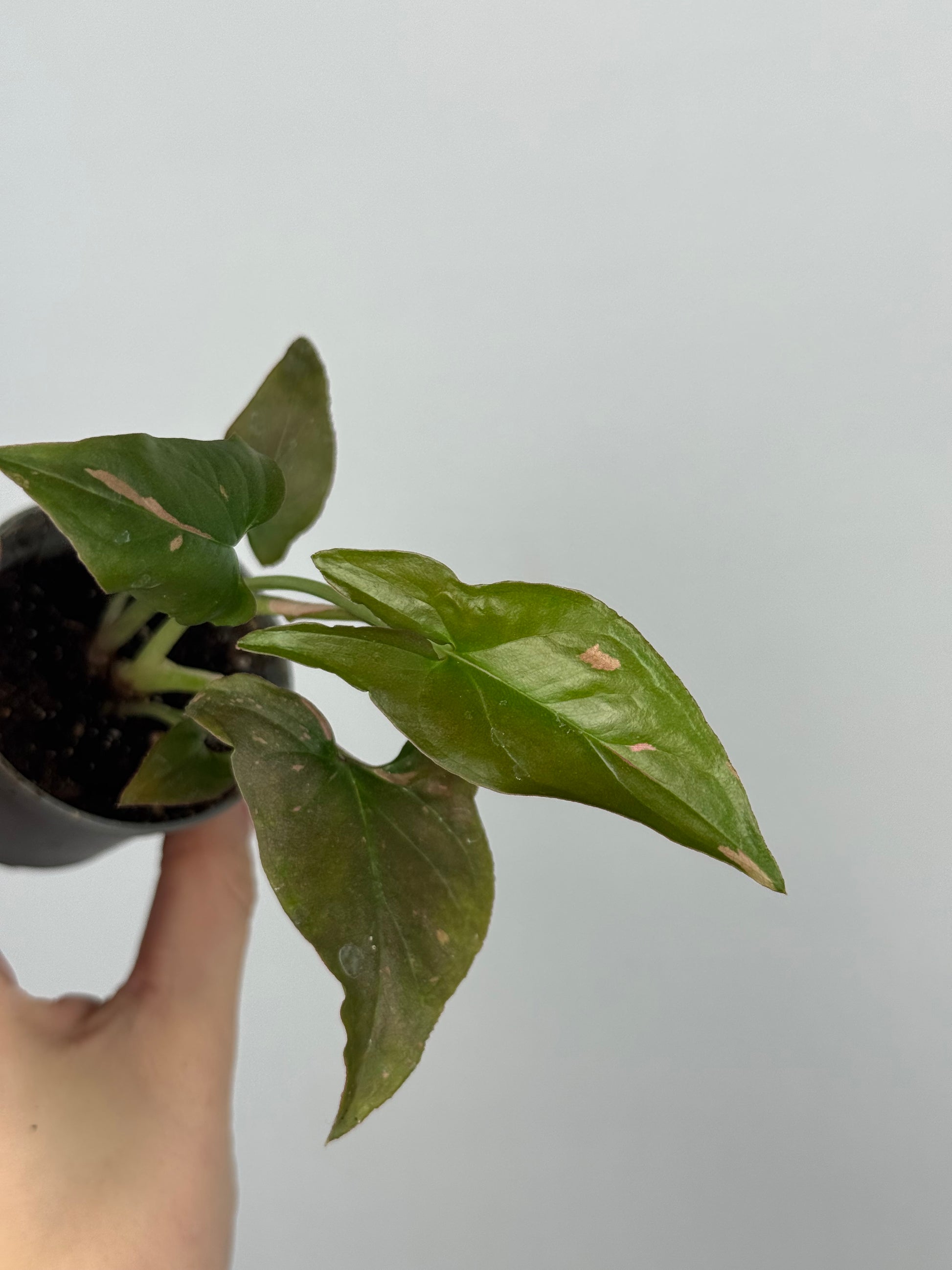 Syngonium Pink Splash | Tito