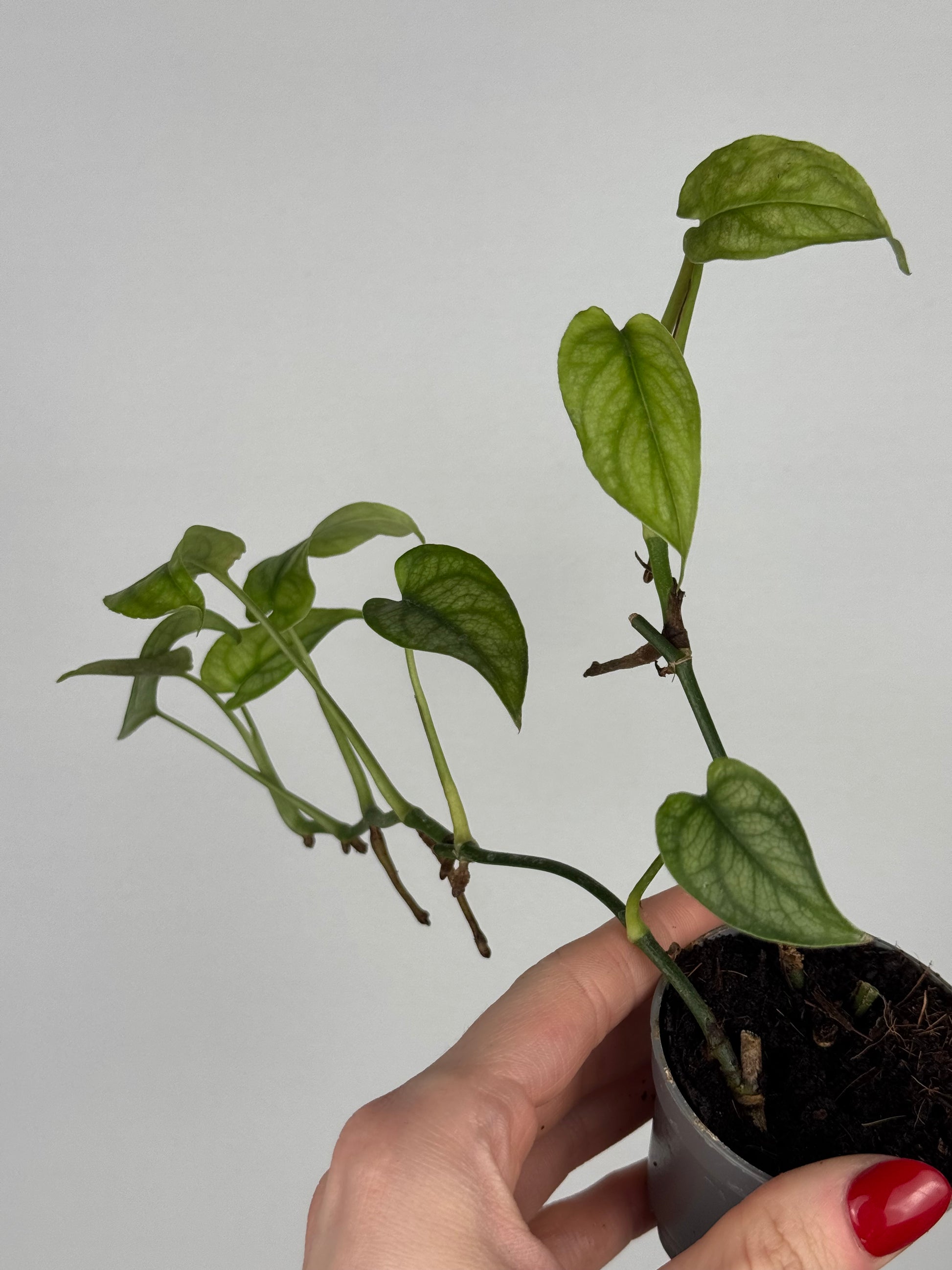 Monstera Siltepecana | Jade
