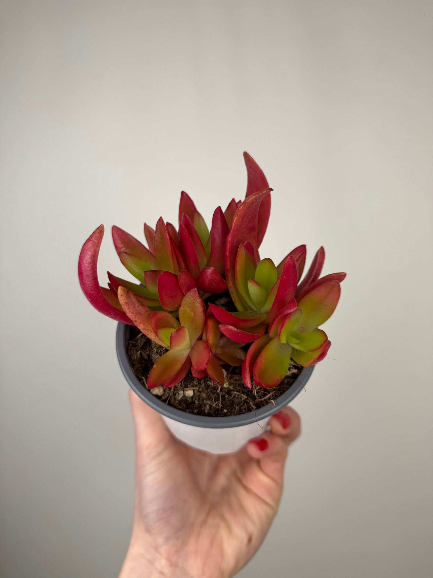 Crassula Capitella “Campfire”