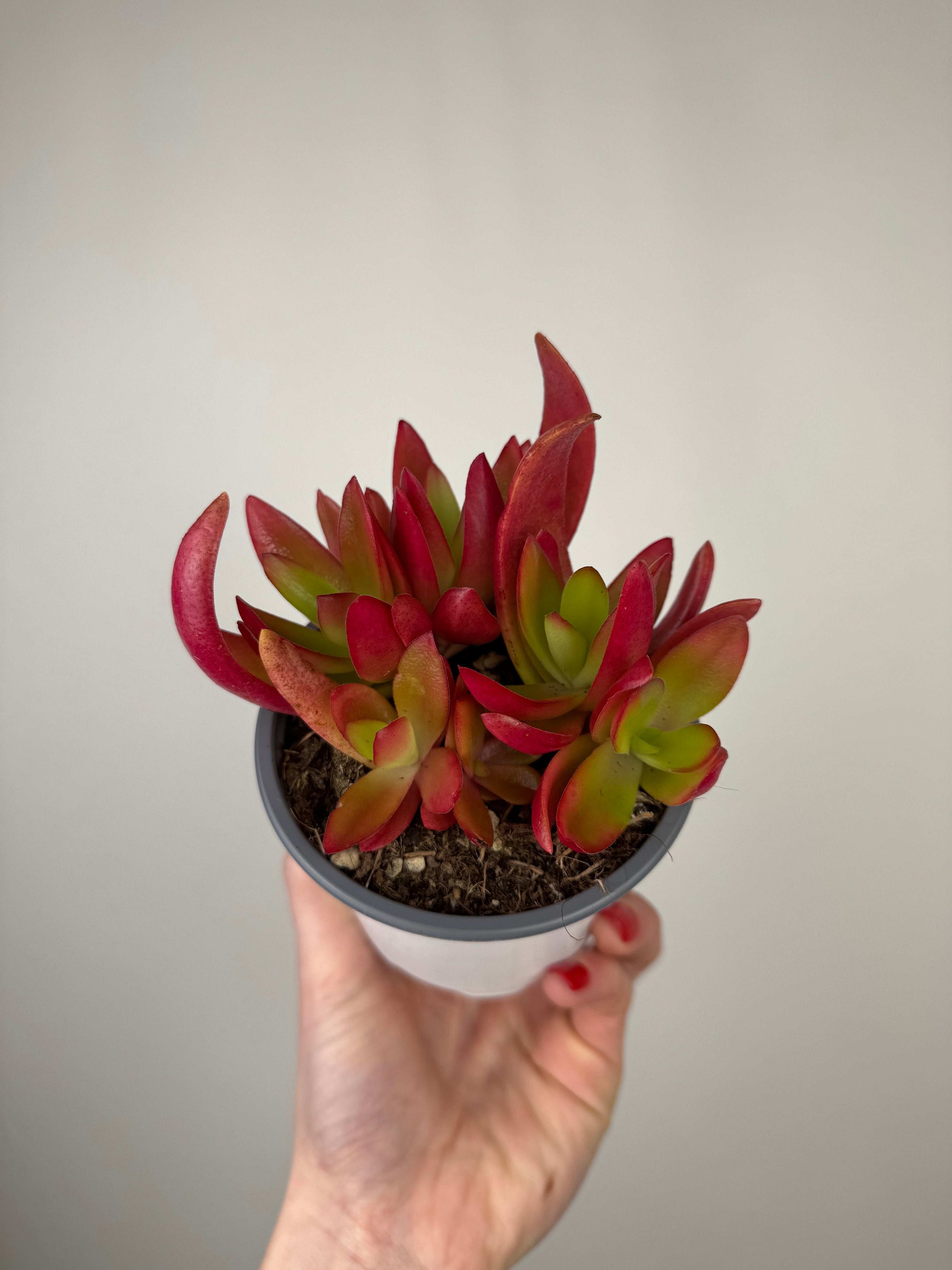 Crassula Capitella “Campfire”