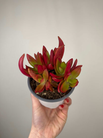Crassula Capitella “Campfire”
