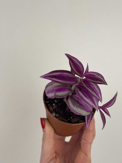 Tradescantia “Pink Paradise”