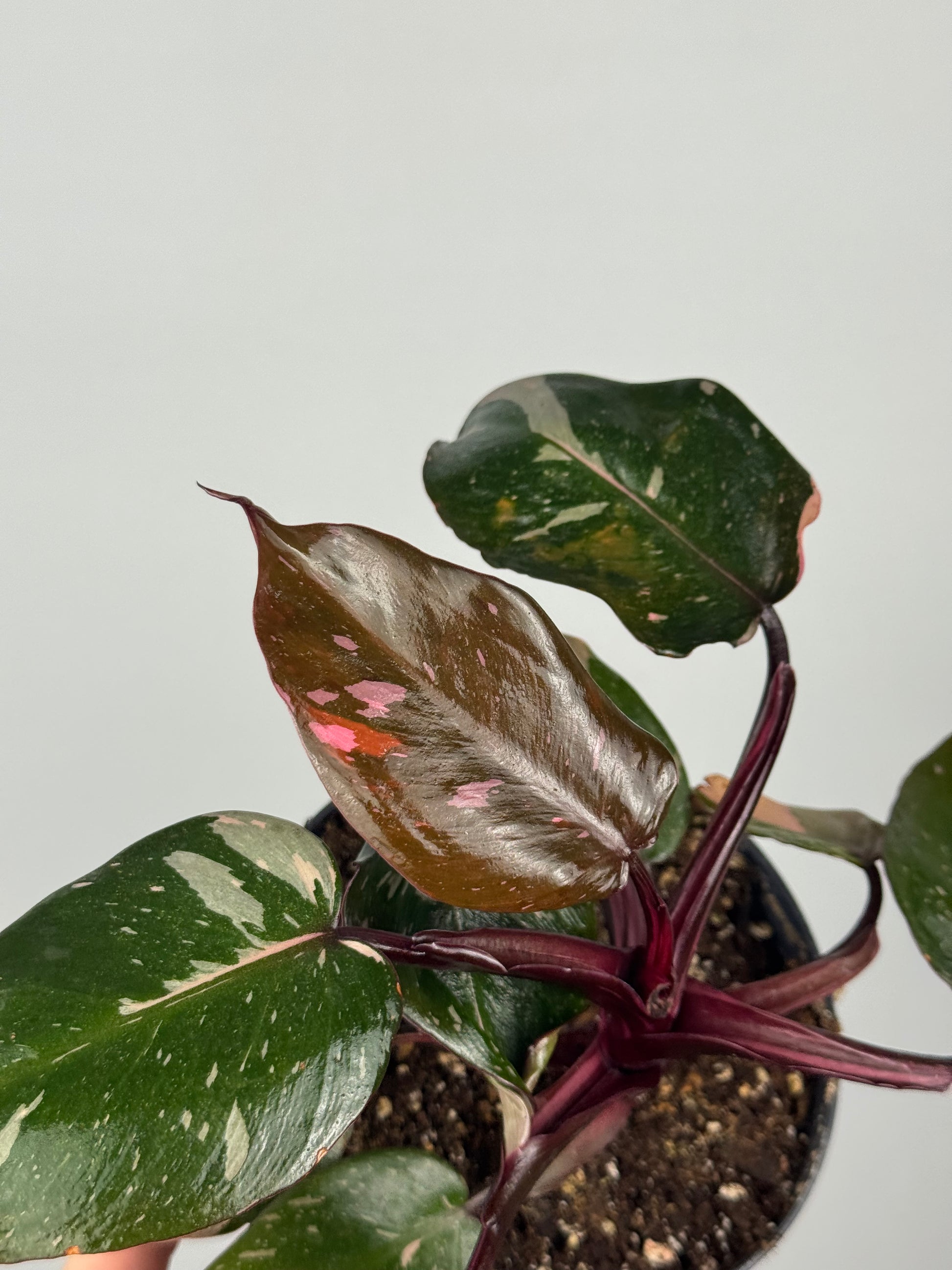 Philodendron Pink Marble | Sami
