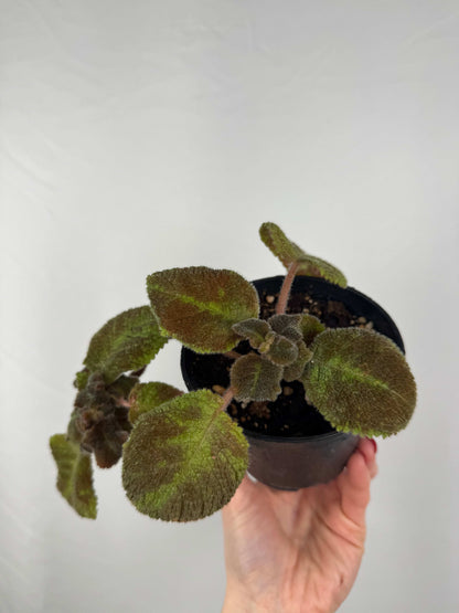 Episcia “Emerald Velvet” |  Clara