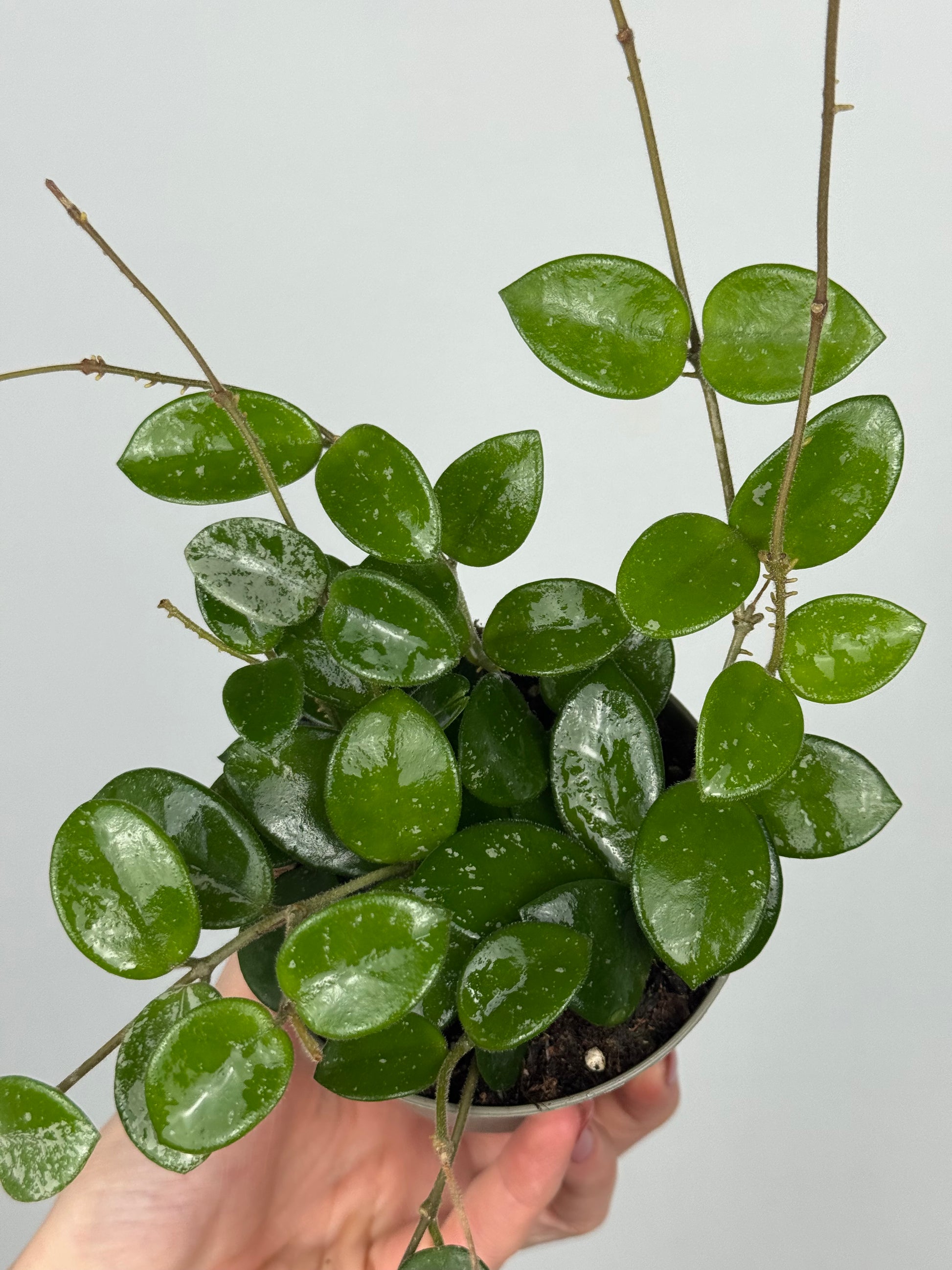 Hoya Mathilde Splash