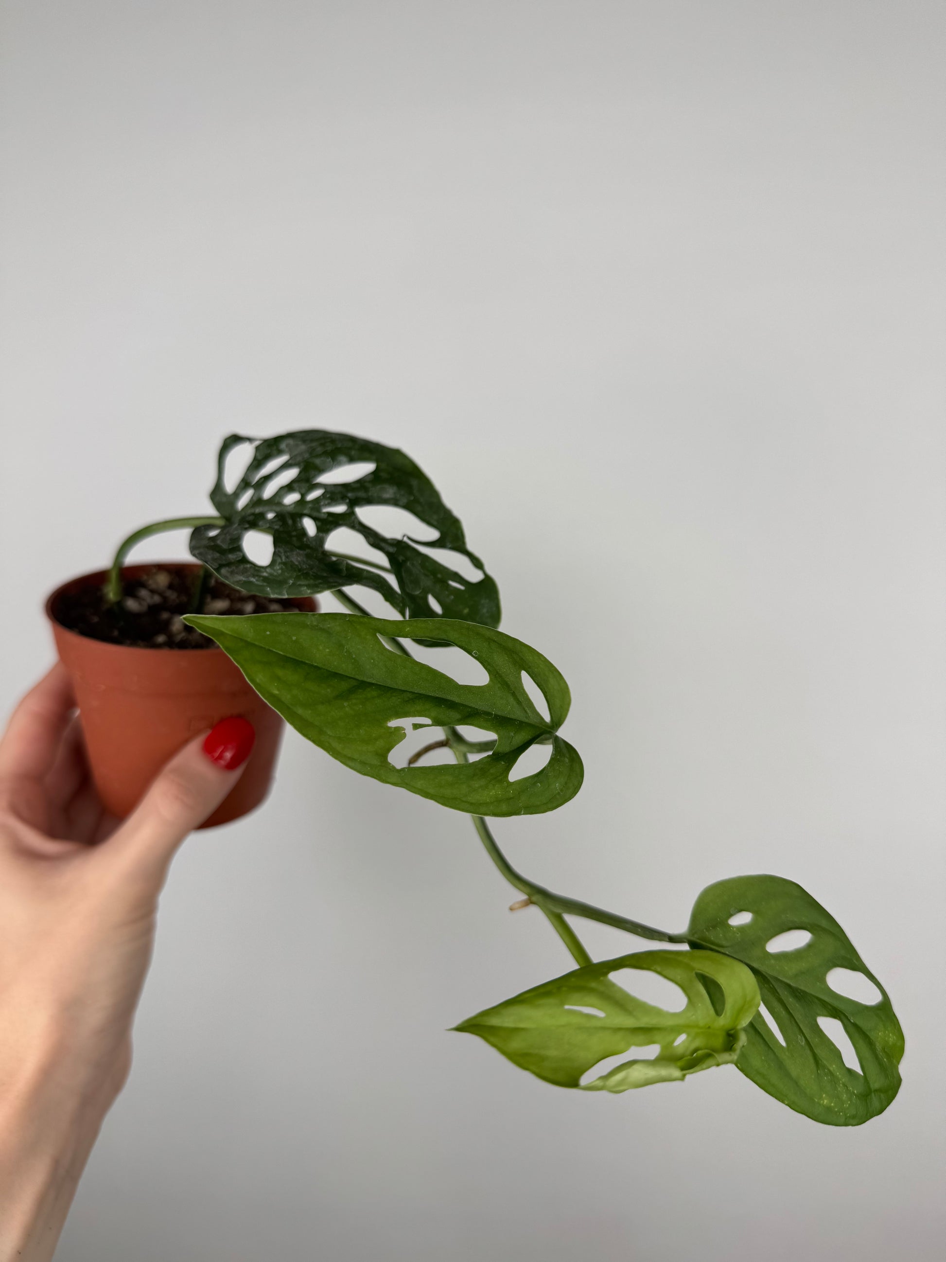 Monstera Adansonii | Indira