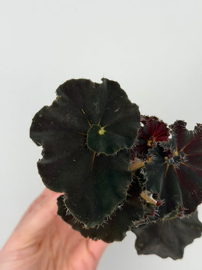 Begonia 'Dark Mambo'