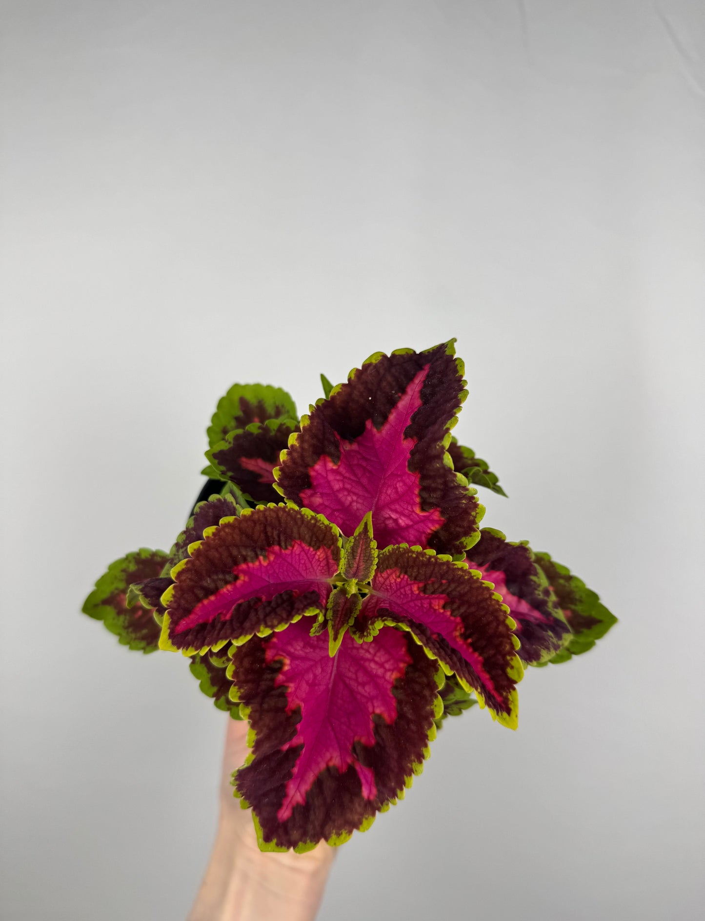 Coleus “Fairway Rose” | Plectranthus Scutellarioides