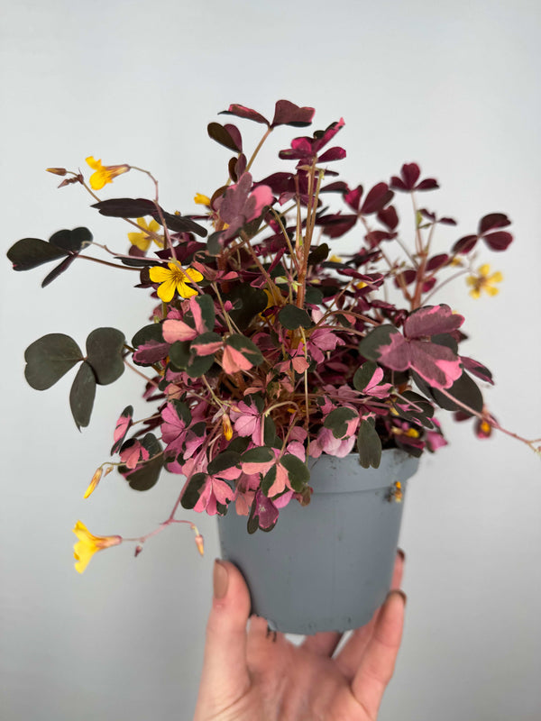 Oxalis Vulcanicola Pink