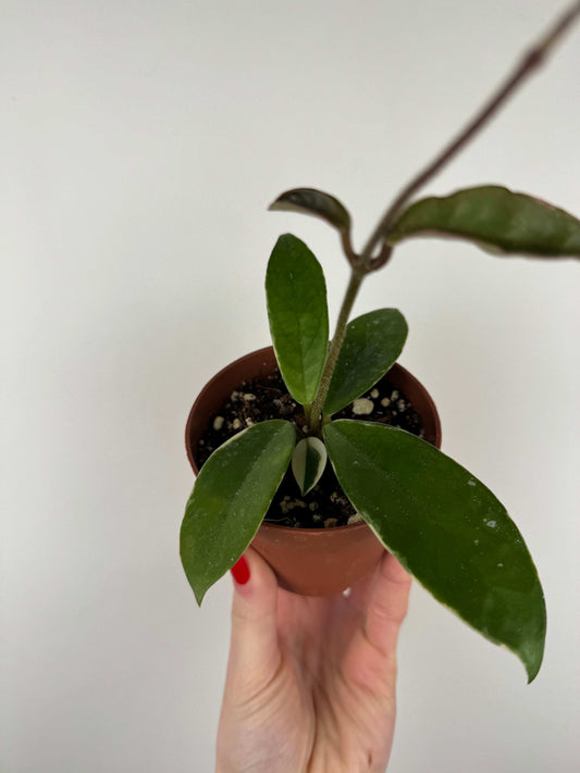 Hoya Krimson Queen | Rebecca