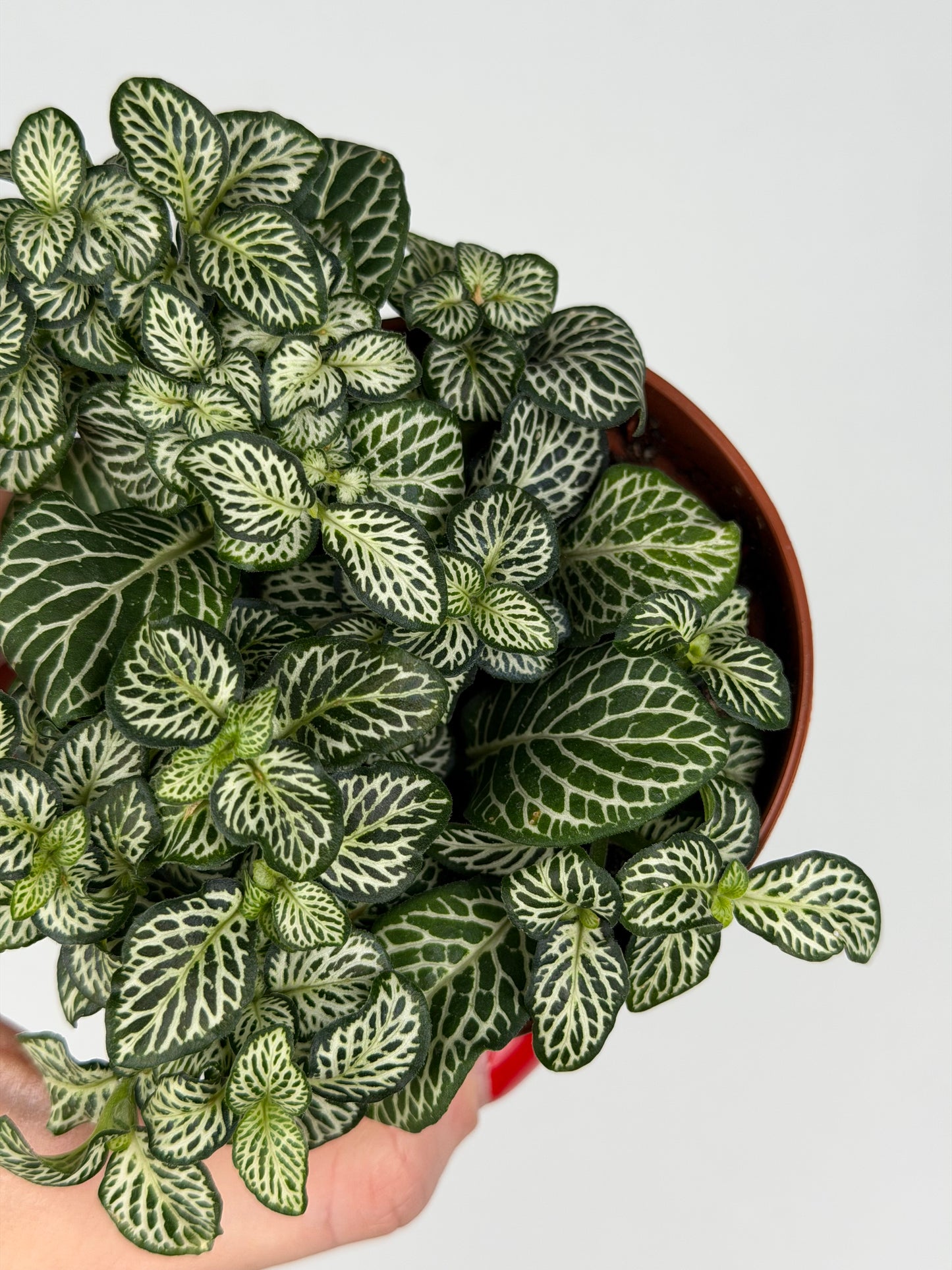 Fittonia Mosaic 'Marble Green' Fittonia Tropical Corner