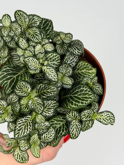 Fittonia Mosaic 'Marble Green' Fittonia Tropical Corner