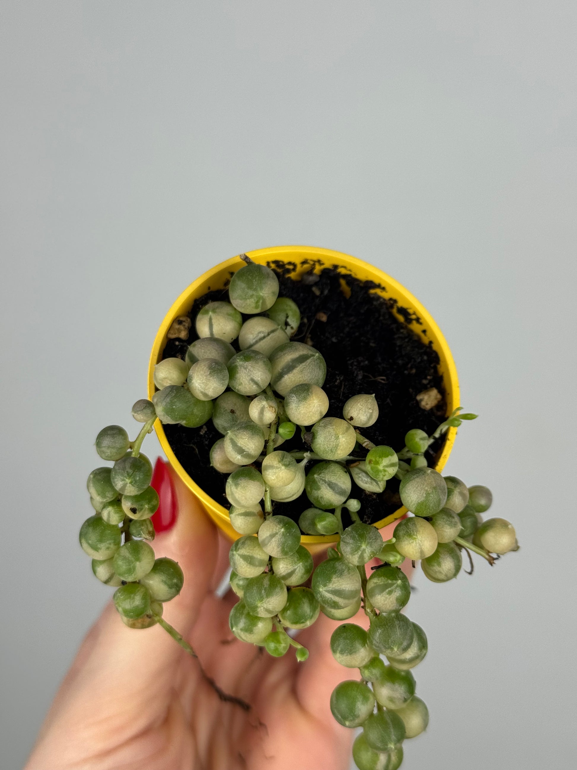 Senecio rowleyanus Variegata