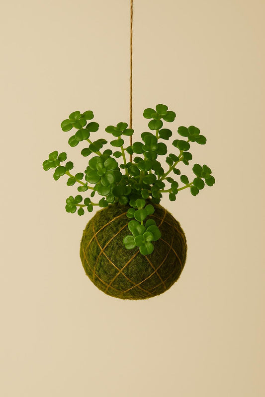 Baby Kokedama | Pilea Depressa “Sao Paulo”