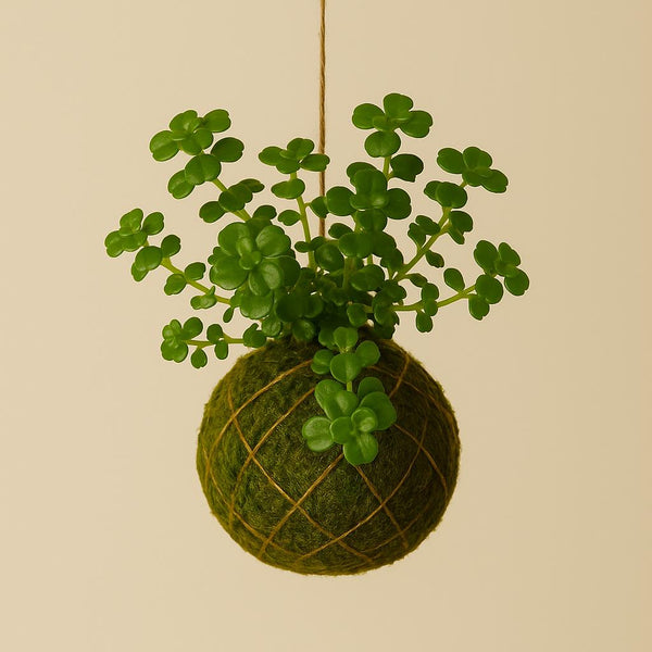 Baby Kokedama | Pilea Depressa “Sao Paulo”