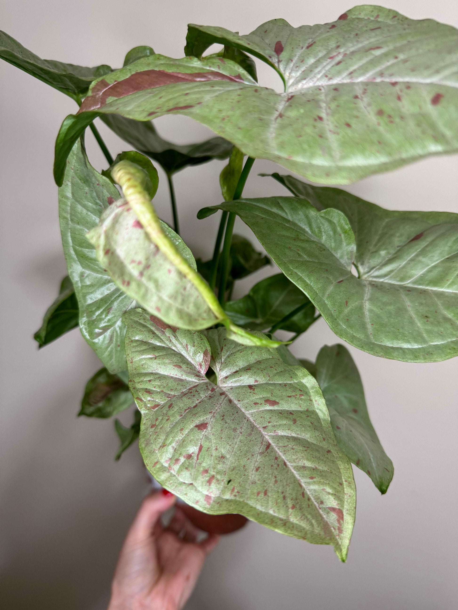 Syngonium Milk Confetti