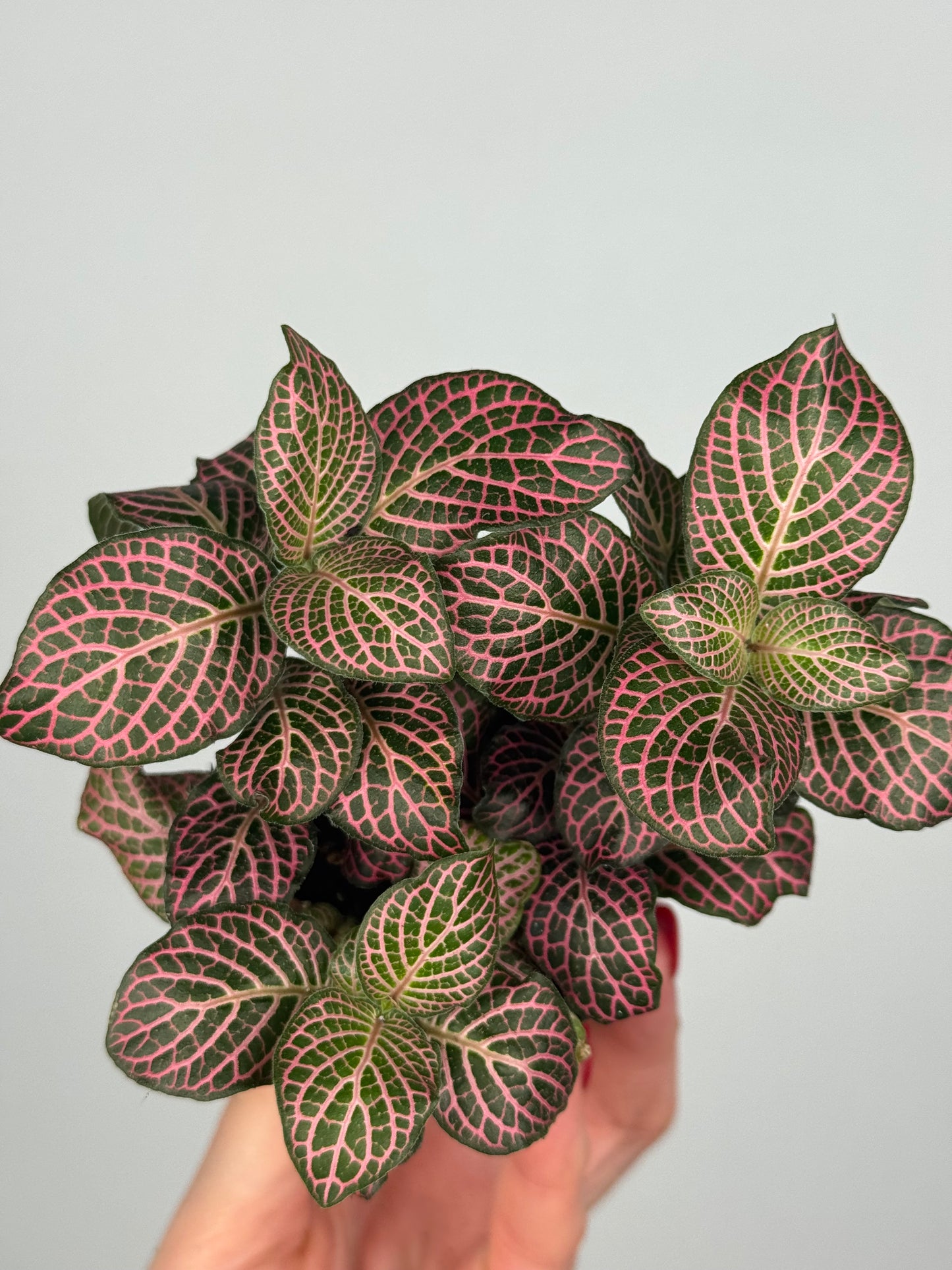 Fittonia Pink