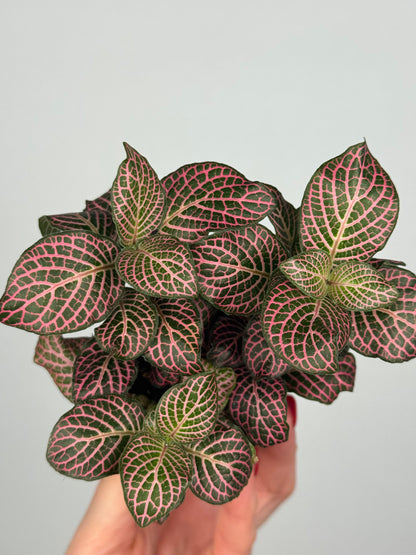 Fittonia Pink