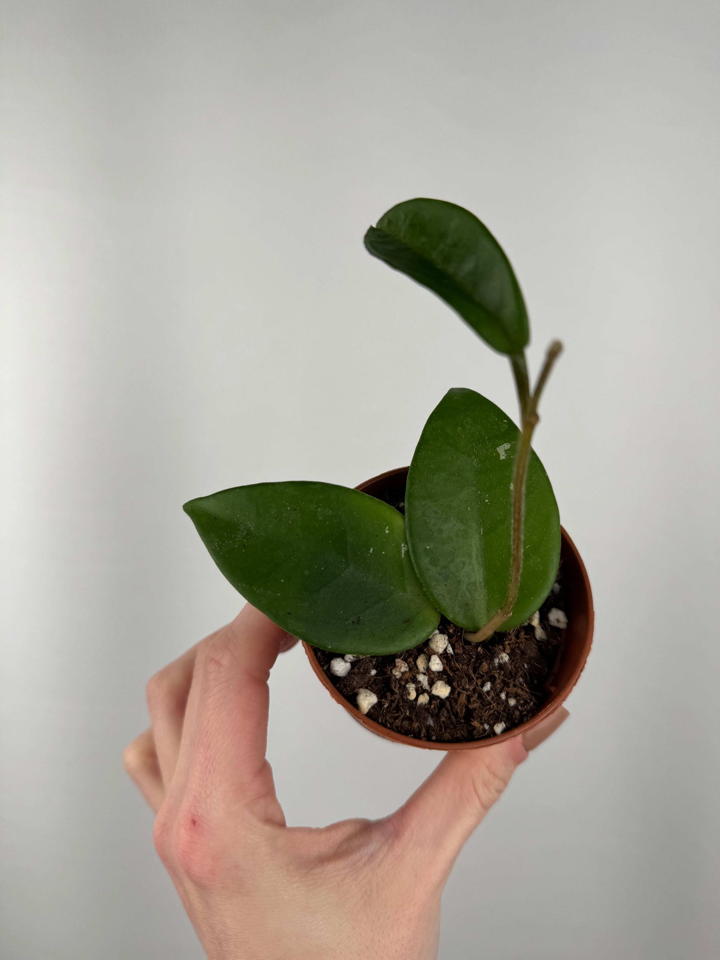 Hoya Carnosa “Freckles Splash” | Loredana
