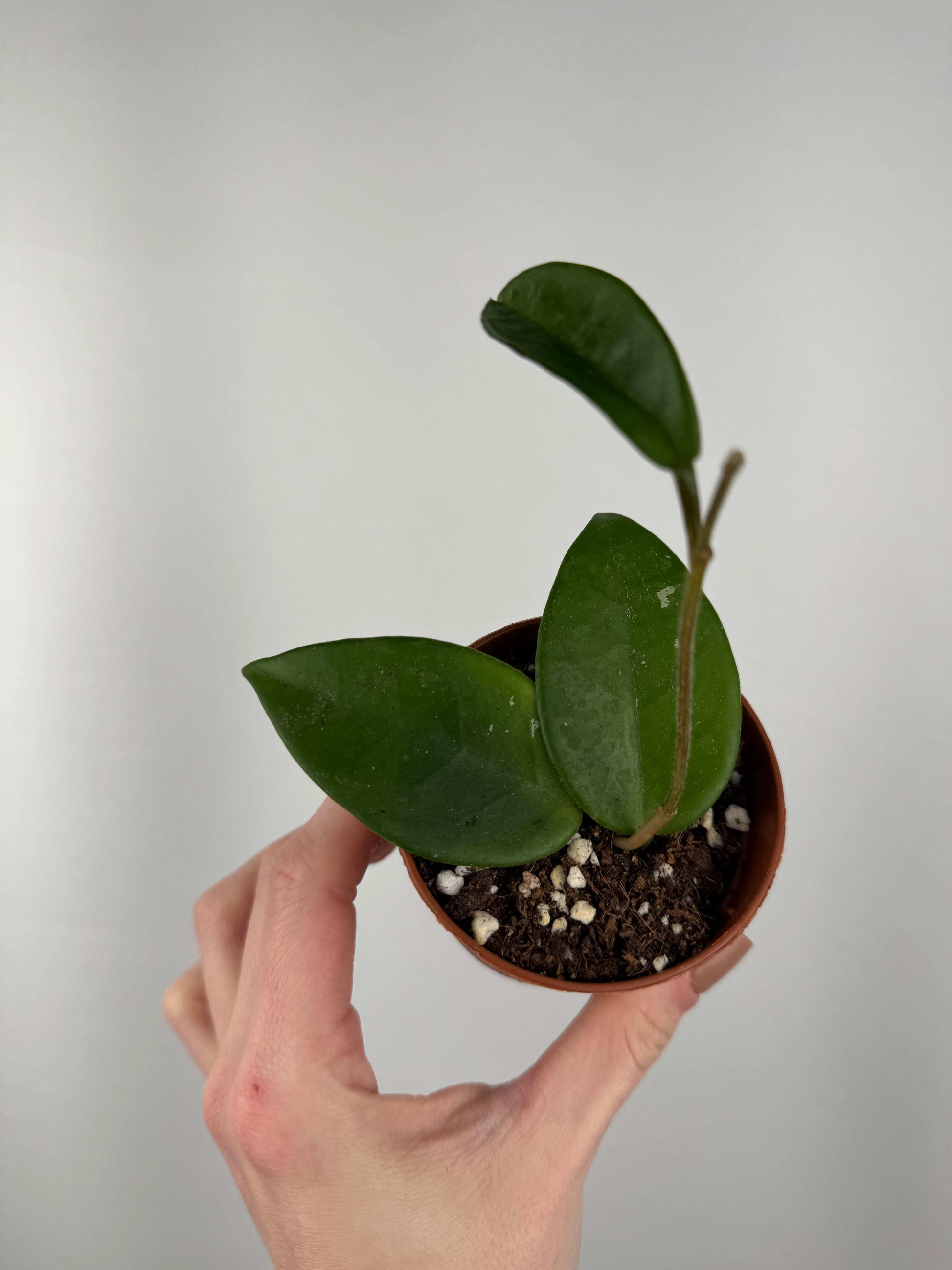 Hoya Carnosa “Freckles Splash” | Loredana