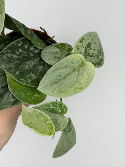 Scindapsus Pictus 'Silvery Ann'